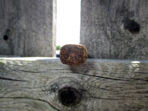 AVO Movement TAA