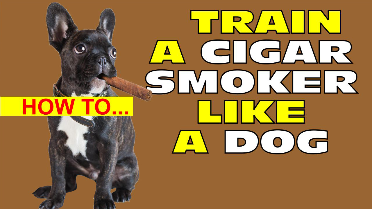 VODCast: How To Train A Cigar Smoker Like A Dog